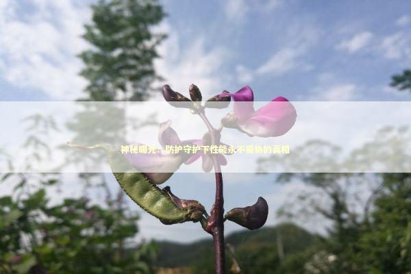 神秘曝光：防护守护下性能永不妥协的真相